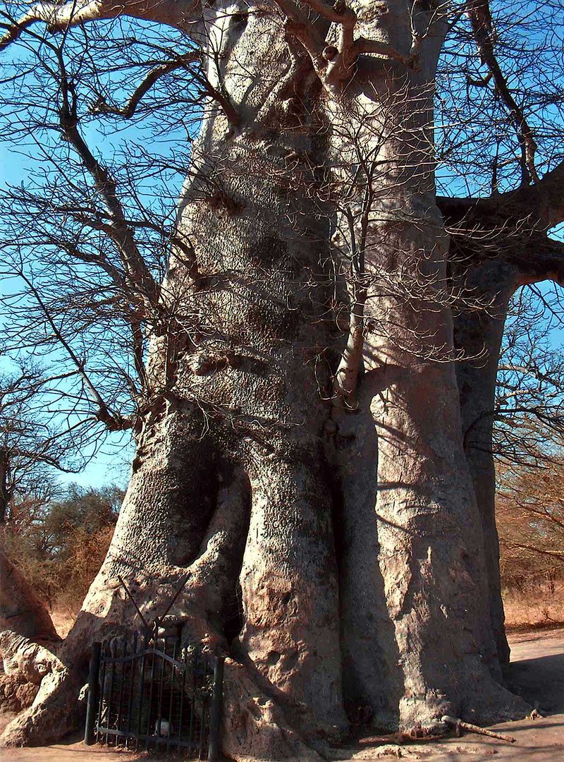 Baobab